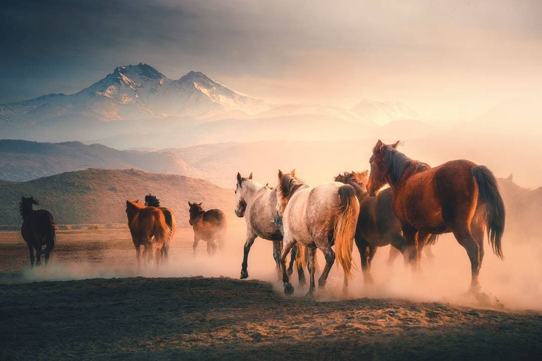 Erciyes dağı ve yılkı atları #